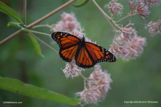 Monarch Butterfly