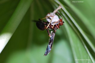 Wasp on Toadshade
