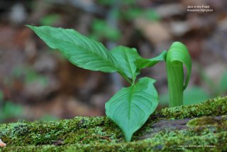Jack in the Pulpit