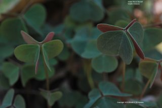 Violet Wood Sorrel Leaves
