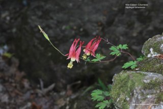 Wild Eastern Columbine
