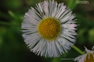 Philadelphia Fleabane