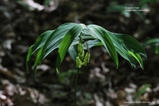 Solomon's Seal