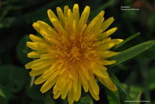 Dandelion