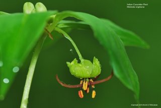 Indian Cucumber Root