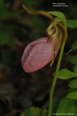 Pink Ladyslipper
