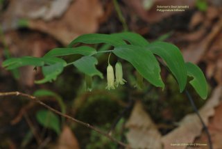 Smooth Solomon's Seal