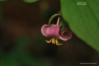 Catesby's Trillium