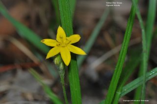 Yellow Star Grass