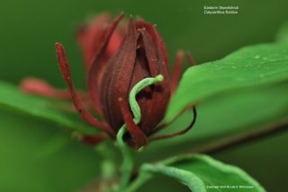 Eastern Sweetshrub