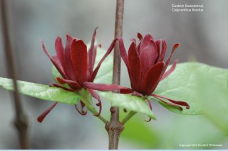 Eastern Sweetshrub 