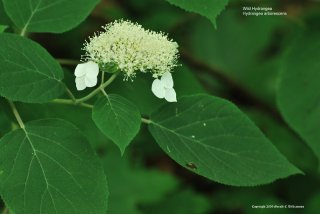Wild Hydrangea