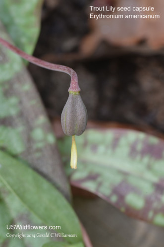 Trout Lily seed capsule - Erythronium americanum