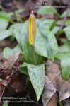 Trout Lily; Dogtooth Violet - Erythronium americanum