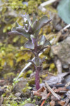 Pennywort, Virginia Pennywort - Obolaria virginica