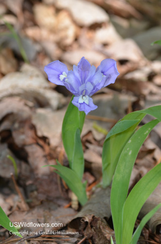 Crested Dwarf Iris - Iris Cristata