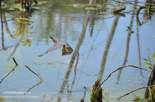 Green Heron - In Flight