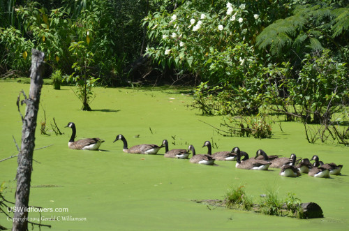Canada Geese in a Row