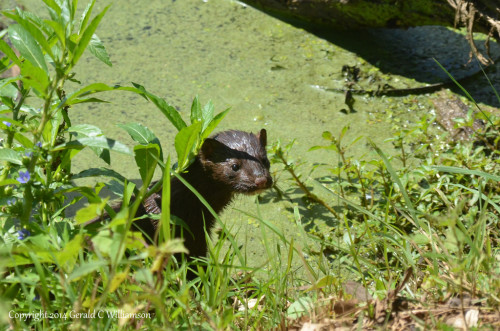 The animal stopped for a few seconds and looked in my direction. Success! Identified as an American Mink, Neovison vison! 