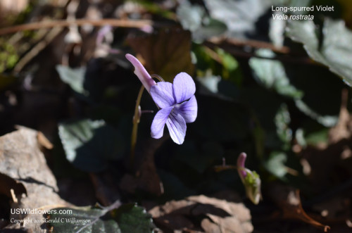 Long-spurred violet - Viola rostrata
