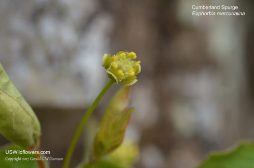 Cumberland Spurge - Euphorbia mercurialina