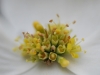 Dogwood Flower Cluster