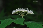 Maple-leaf Viburnum
