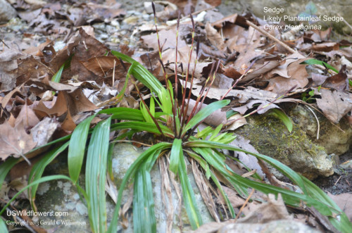 Plantainleaf Sedge - Carex plantaginea