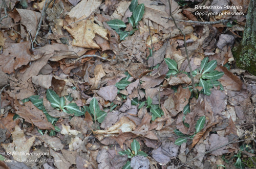 Downy Rattlesnake Plantain- Goodyera pubescens