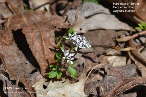 Harbinger of Spring - Erigenia bulbosa