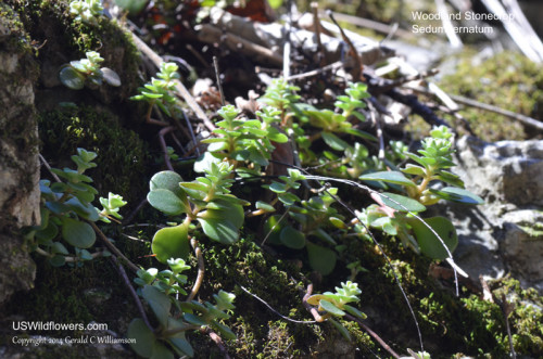 Woodland Stonecrop - Sedum ternatum