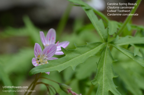 Carolina Spring Beauty with Cutleaf Toothwort