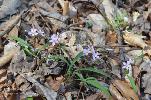 Virginia Spring Beauty - Claytonia virginica