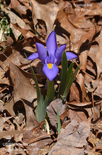 Vernal Iris - Iris verna