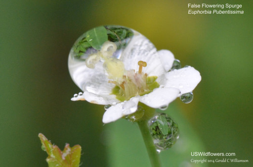 False Flowering Spurge - Euphorbia pubentissima
