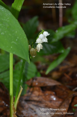 American Lily of the Valley - Convallaria majuscula