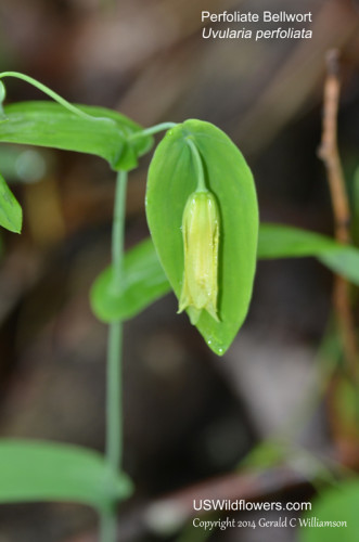 Perfoliate Bellwort - Uvularia perfoliata
