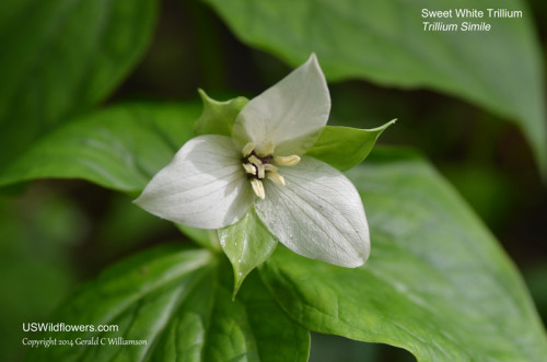 Sweet White Trillium - Trillium simile