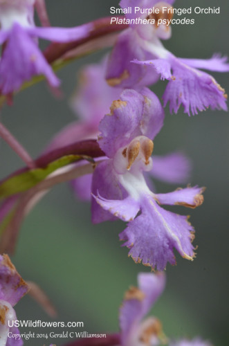 Small Purple Fringed Orchid - Platanthera psycodes