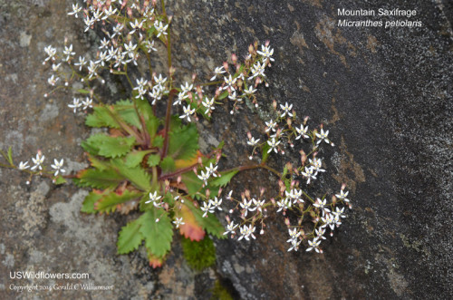 Mountain Saxifrage - Micranthes petiolaris