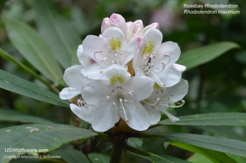 Rosebay Rhododendron - Rhododendron maximum