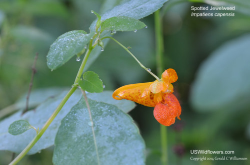 Jewelweed, Touch-me-not, Spotted jewelweed - Impatiens capensis