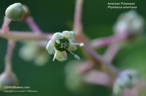 American Pokeweed, Pokeberry, Inkberry, Poke Sallet - Phytolacca americana