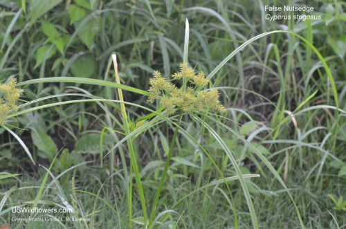 False Nutsedge, Strawcolored Flatsedge, Strawcolor Nutgrass - Cyperus strigosus