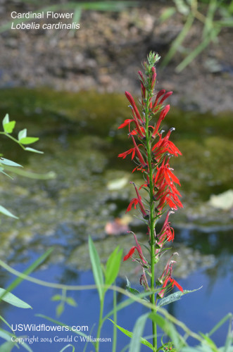 Cardinal Flower, Scarlet Lobelia 