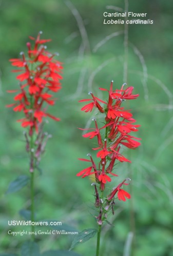 Cardinal Flower - Lobelia cardinalis 