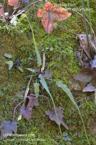 Walking Fern - Asplenium rhizophyllum