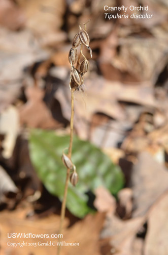 Cranefly Orchid - Tipularia discolor