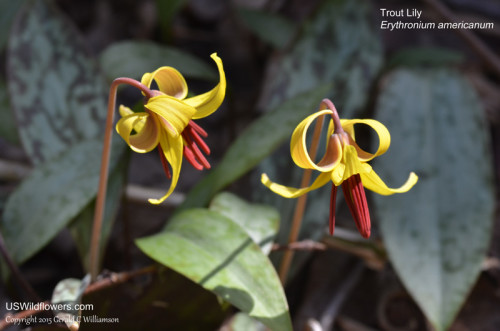 Trout Lily, Yellow Dogtooth Violet, Yellow Adder's Tongue, Yellow Trout-Lily - Erythronium americanum