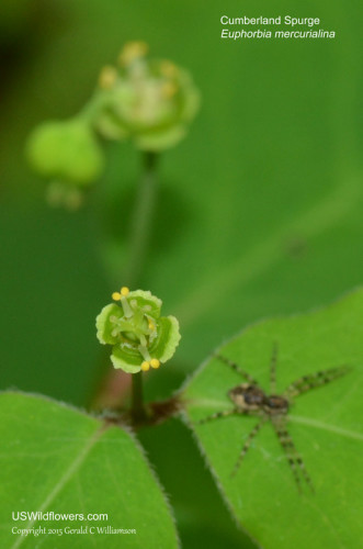 Cumberland Spurge, Mercury Spurge - Euphorbia mercurialina
